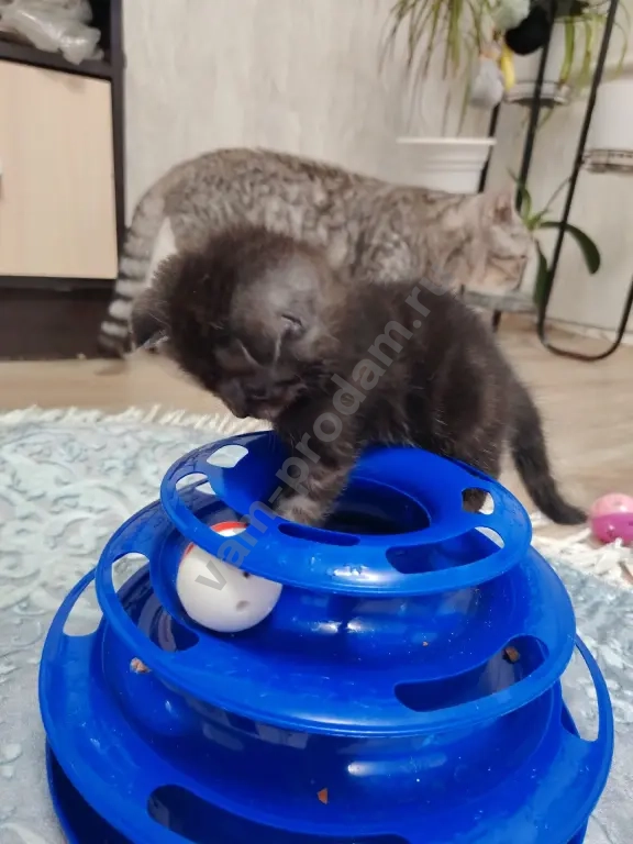 котята