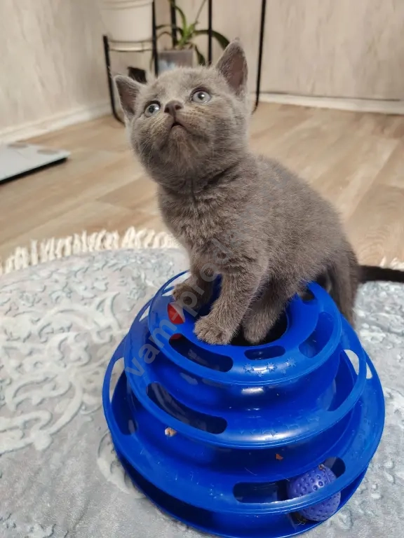 котята