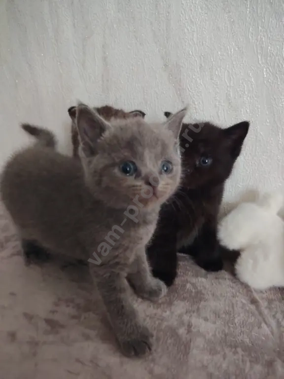 котята