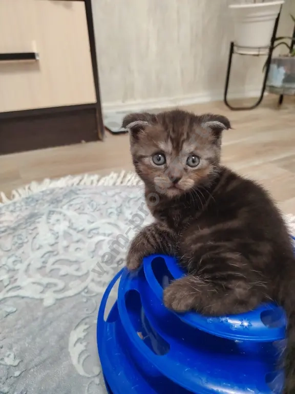 котята