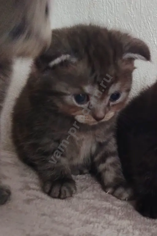 котята