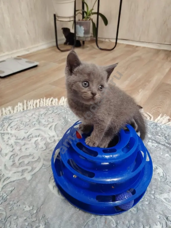 котята