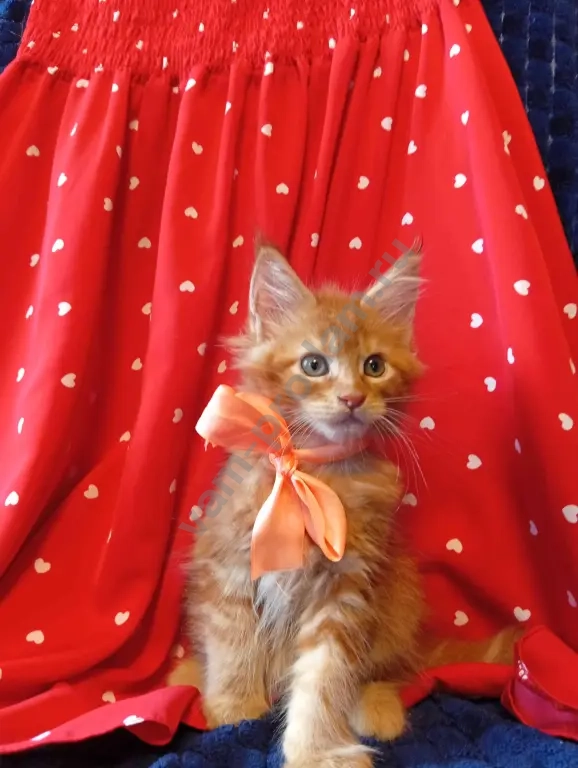 Котёнок породы мейн-кун