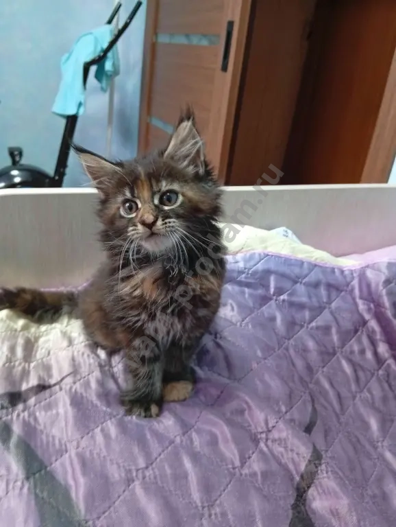 Котёнок породы мейн-кун