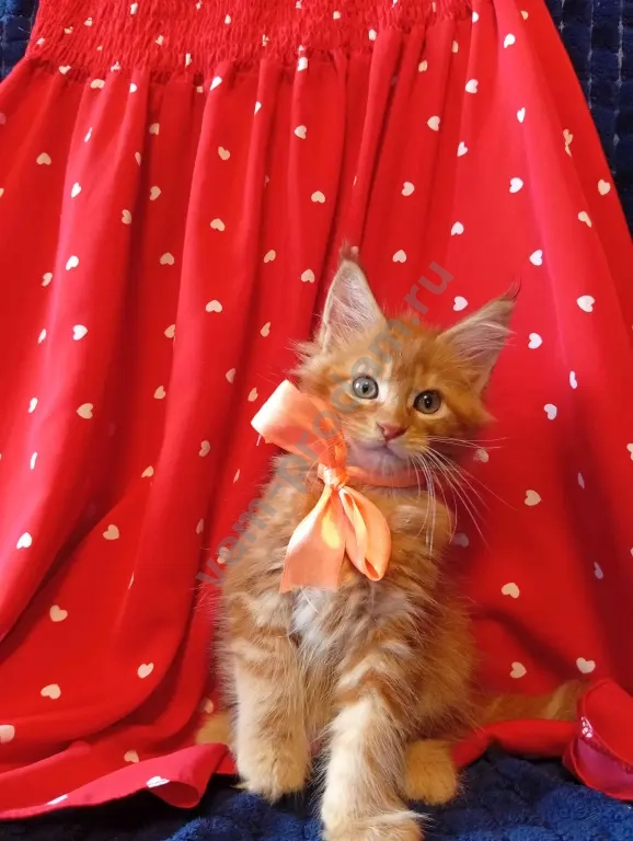 Котёнок породы мейн-кун