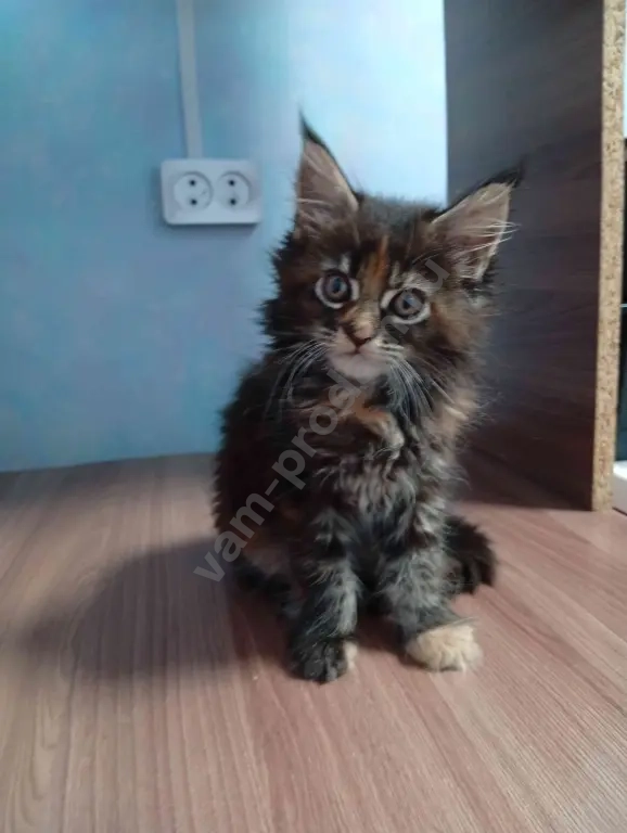 Котёнок породы мейн-кун