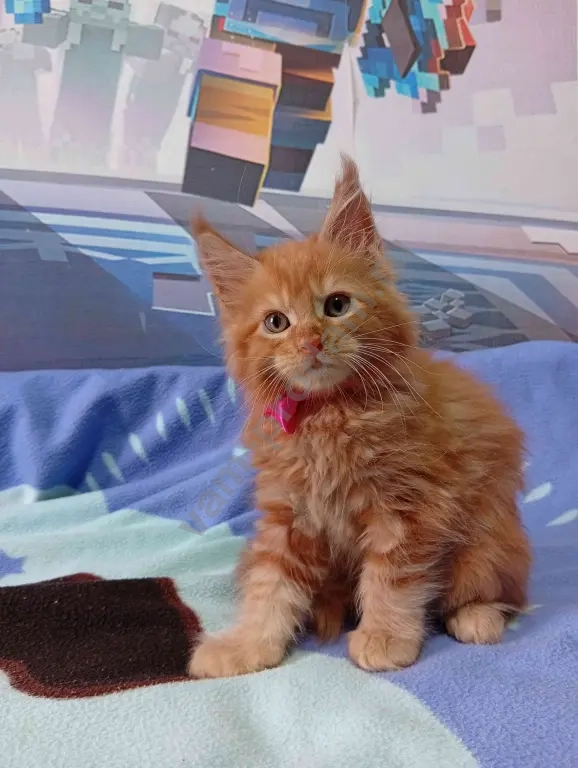 Котёнок породы мейн-кун