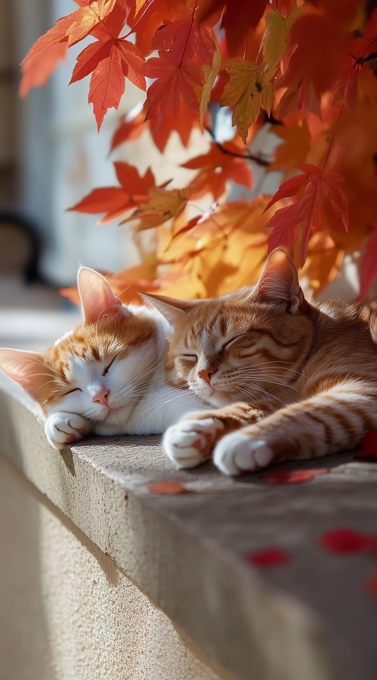 🍂🍁💛