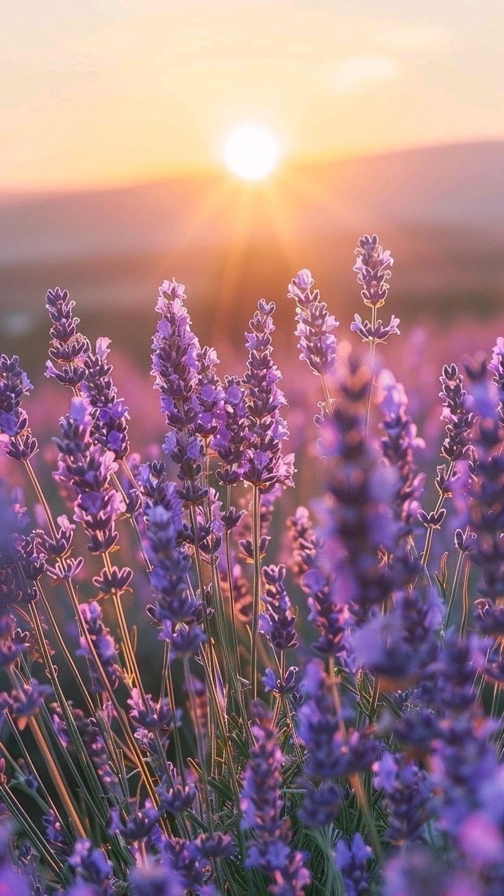 🍃💜🌿