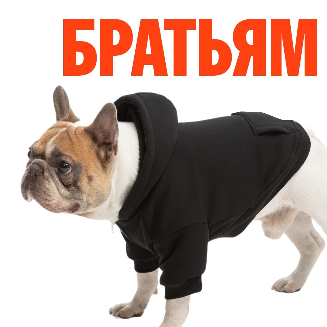 🧸Ноябрь 🧸

Мур-мур-мур или гав-гав-гав? 
 
К какому бы лагерю вы ни принадлежа…