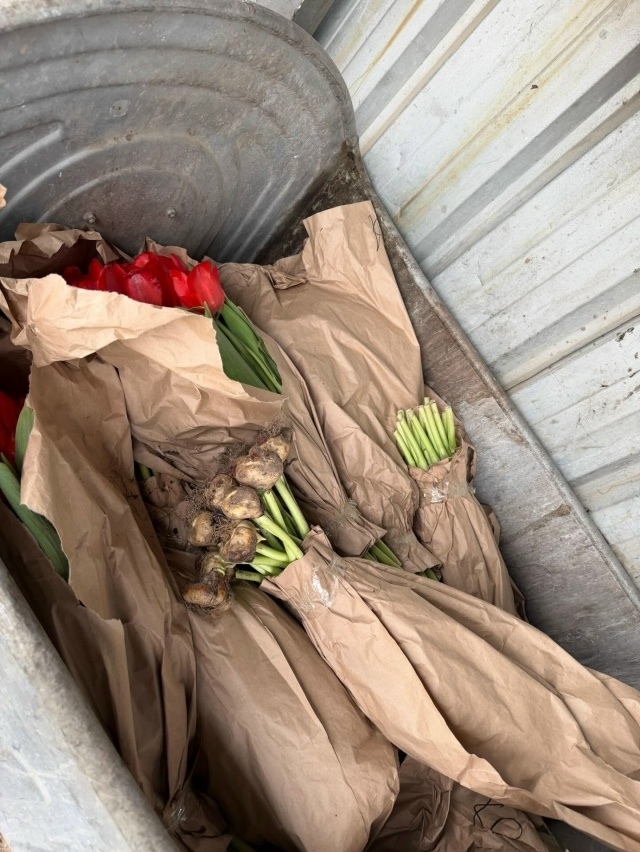 Все тюльпаны в огромных количествах повыбрасывали на мусорки после праздника. Мо…
