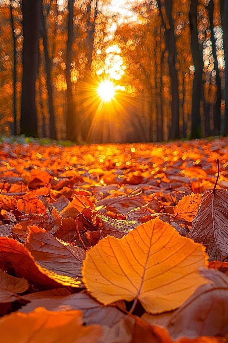 Красавица Осень! 🍁