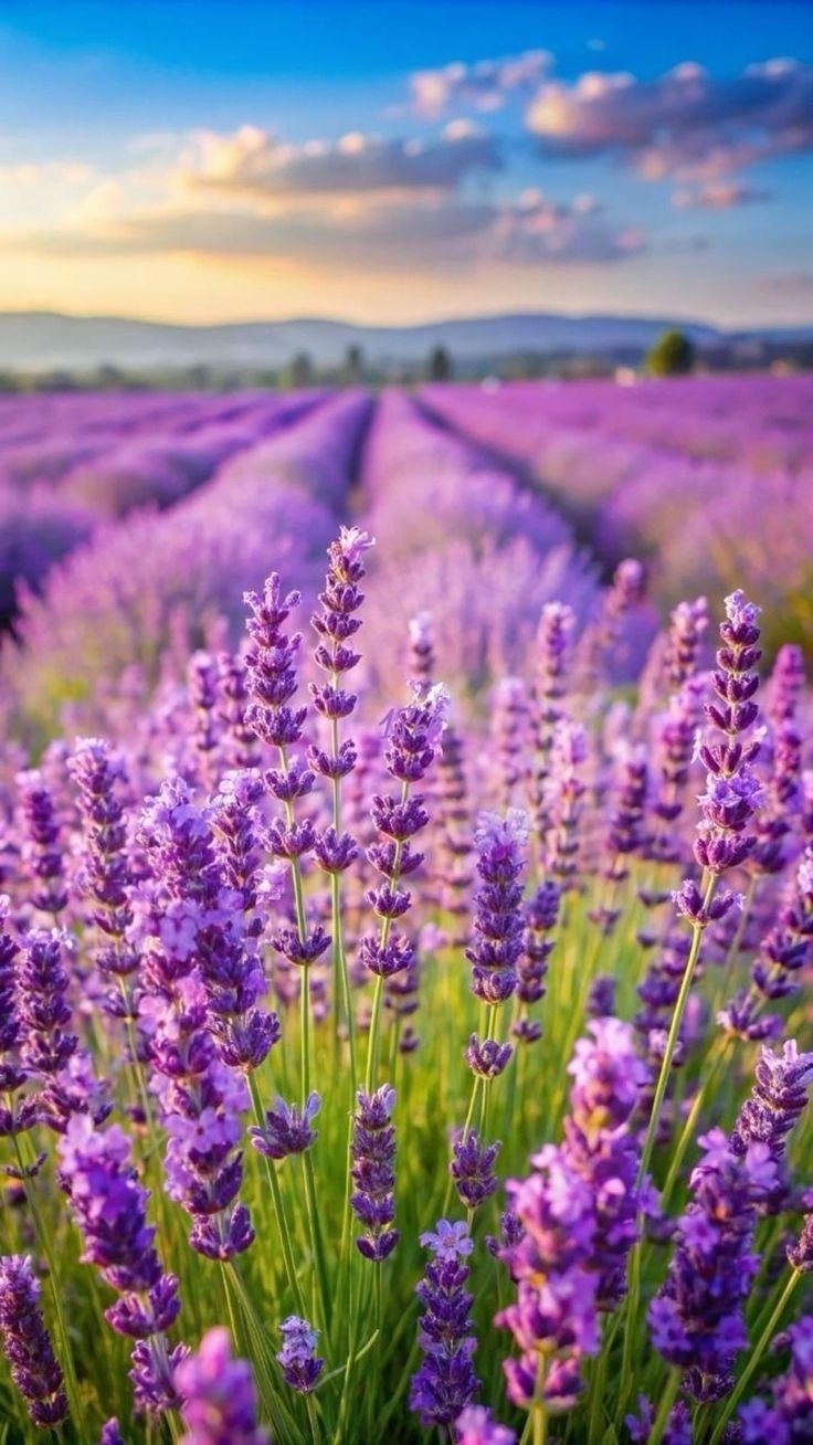 🍃💜🌿