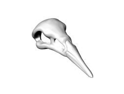 Череп ворона 3D модель