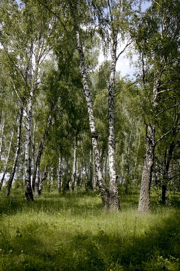 Любэ Березы