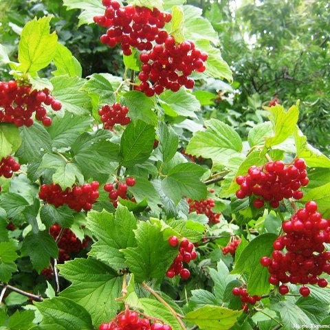Ярослав Евдокимов Калины куст