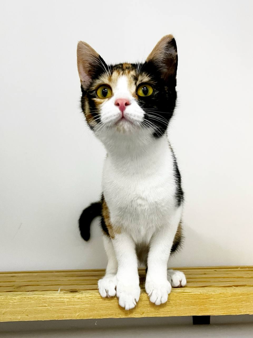 Карамель - фото 2