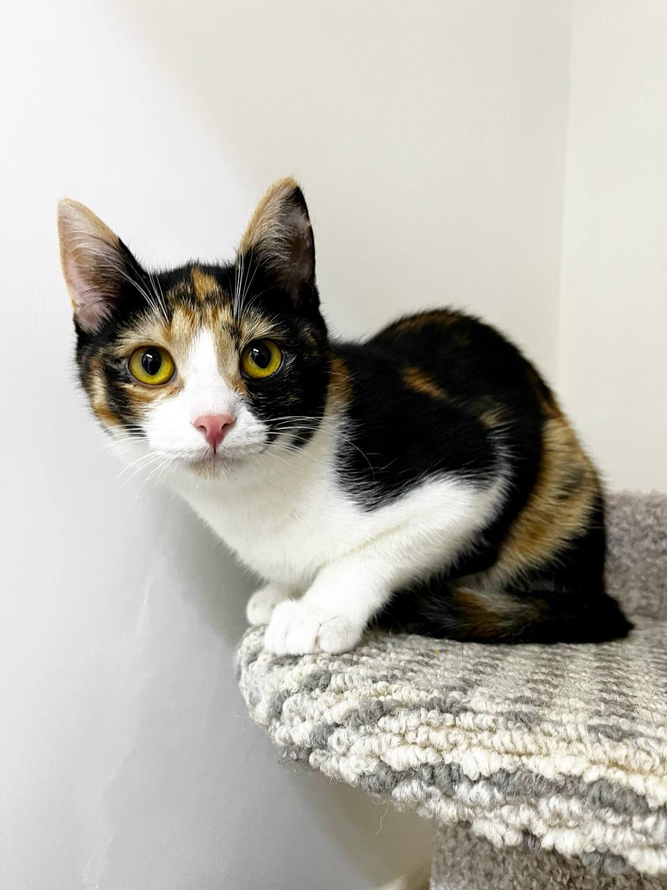 Карамель - фото 4