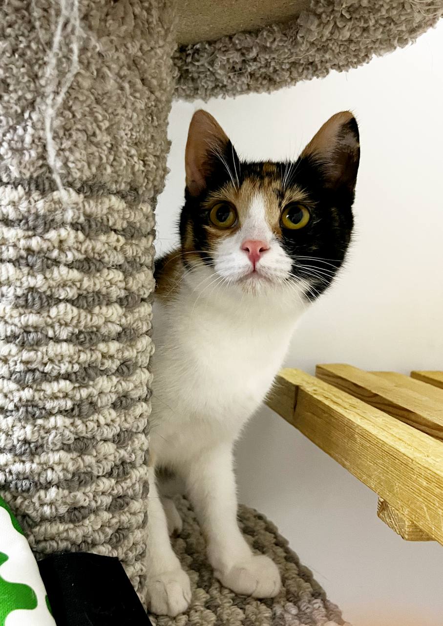 Карамель - фото 5