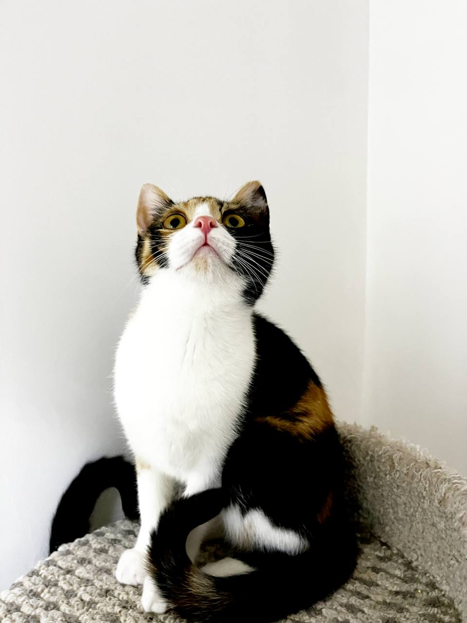 Карамель - фото 6