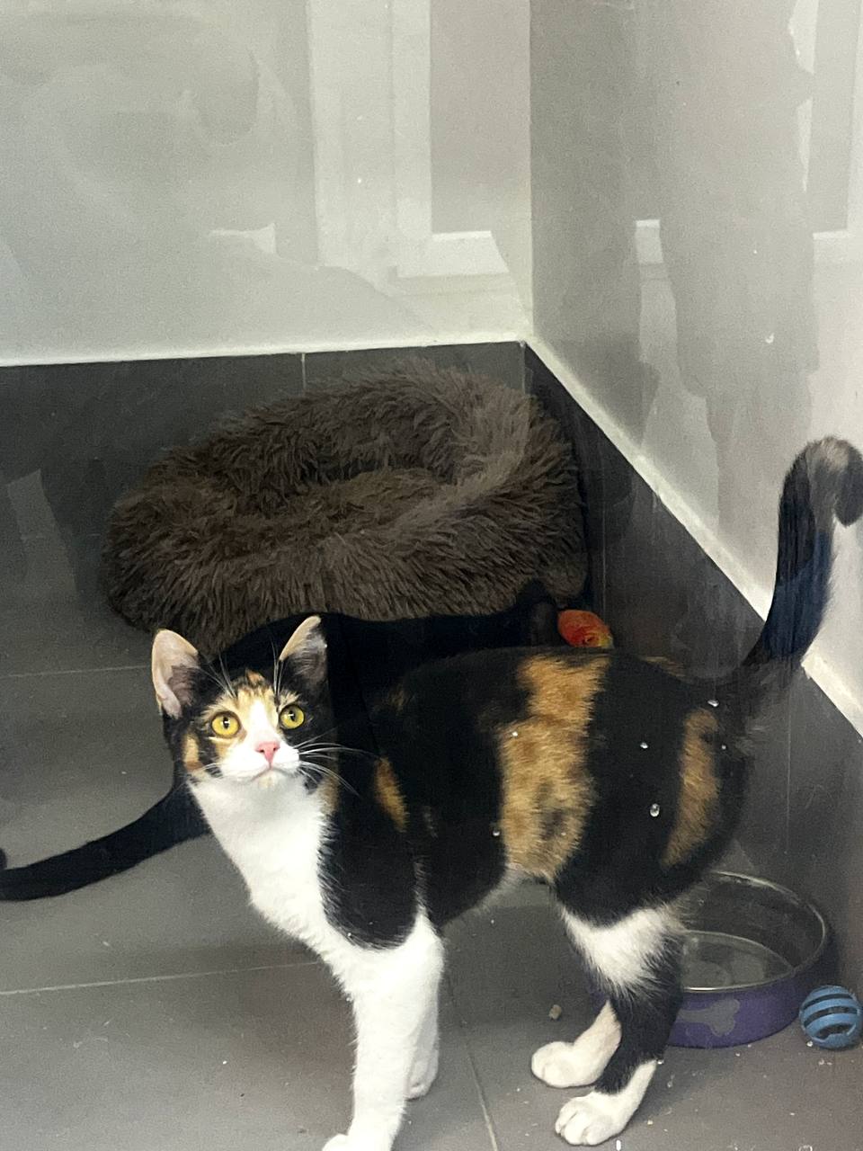 Карамель - фото 7