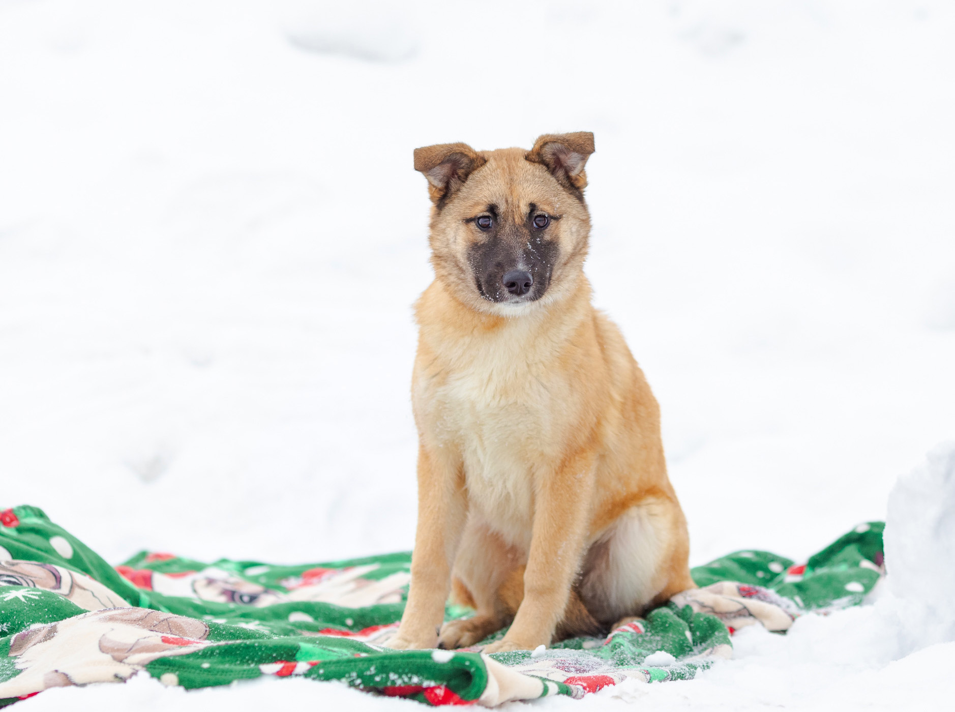Мисси - фото 10