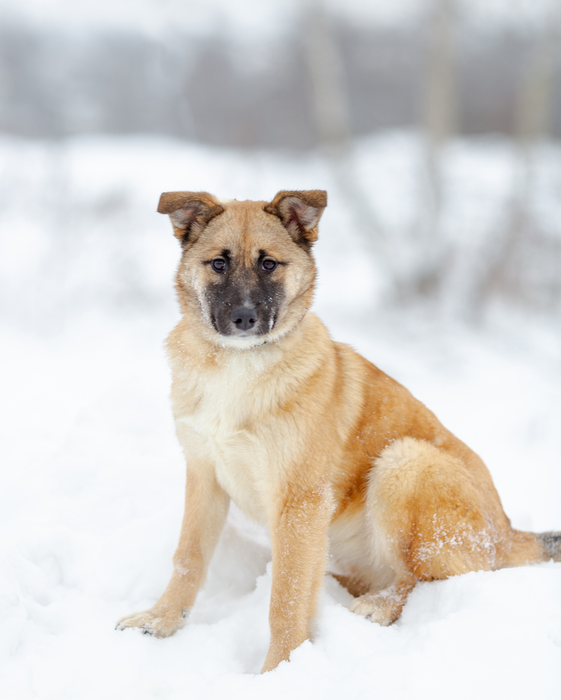 Мисси - фото 2