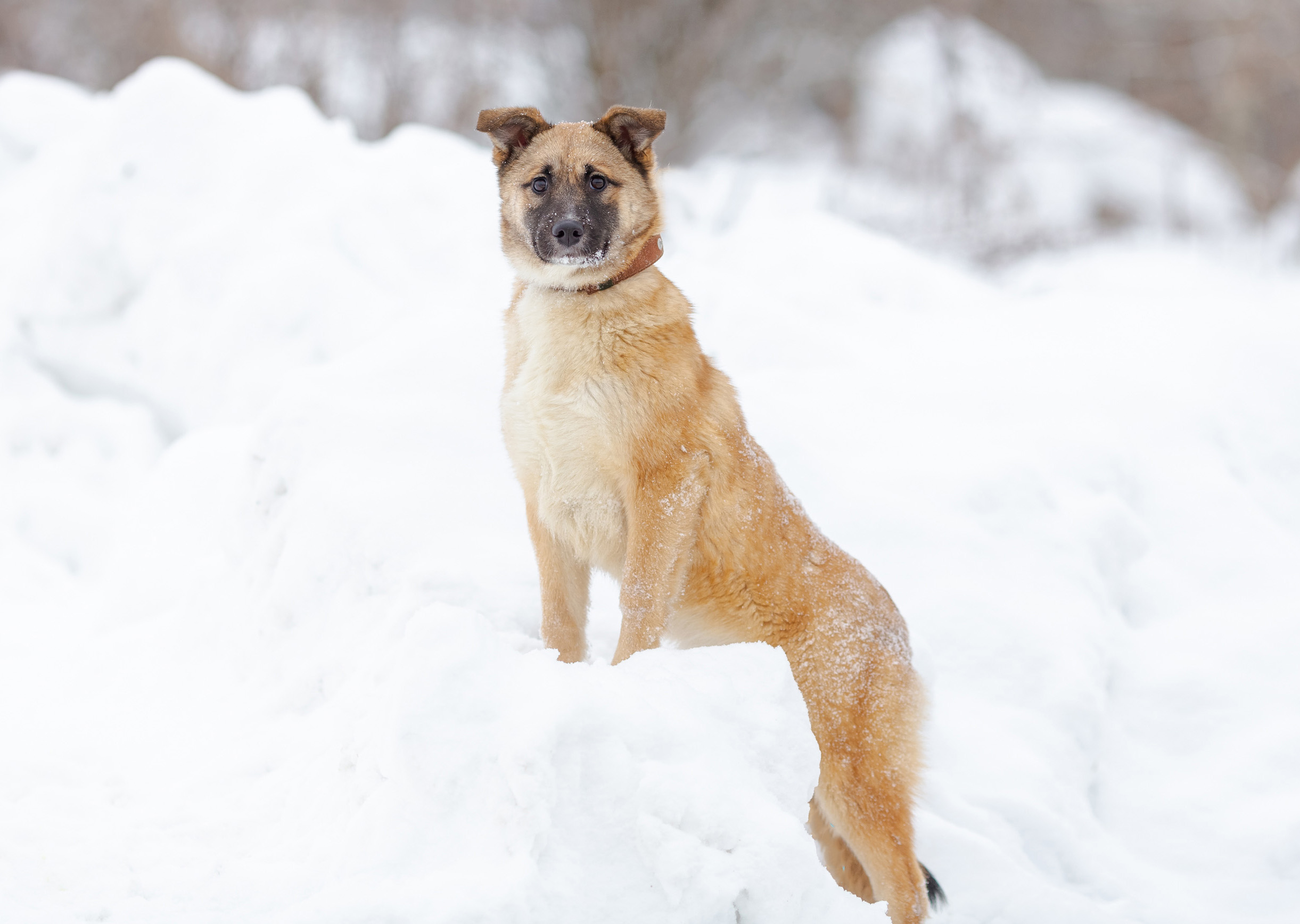 Мисси - фото 5