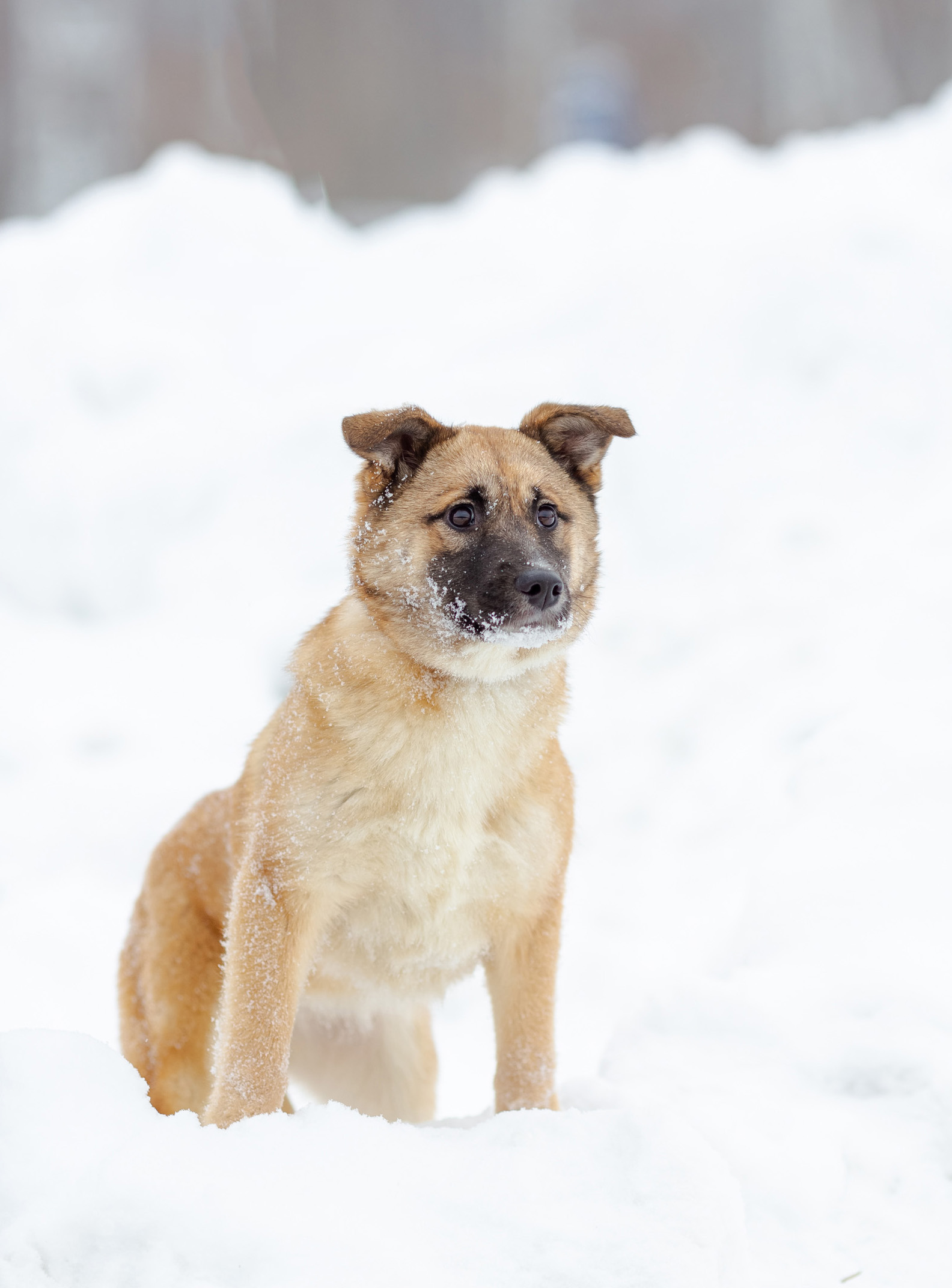 Мисси - фото 6
