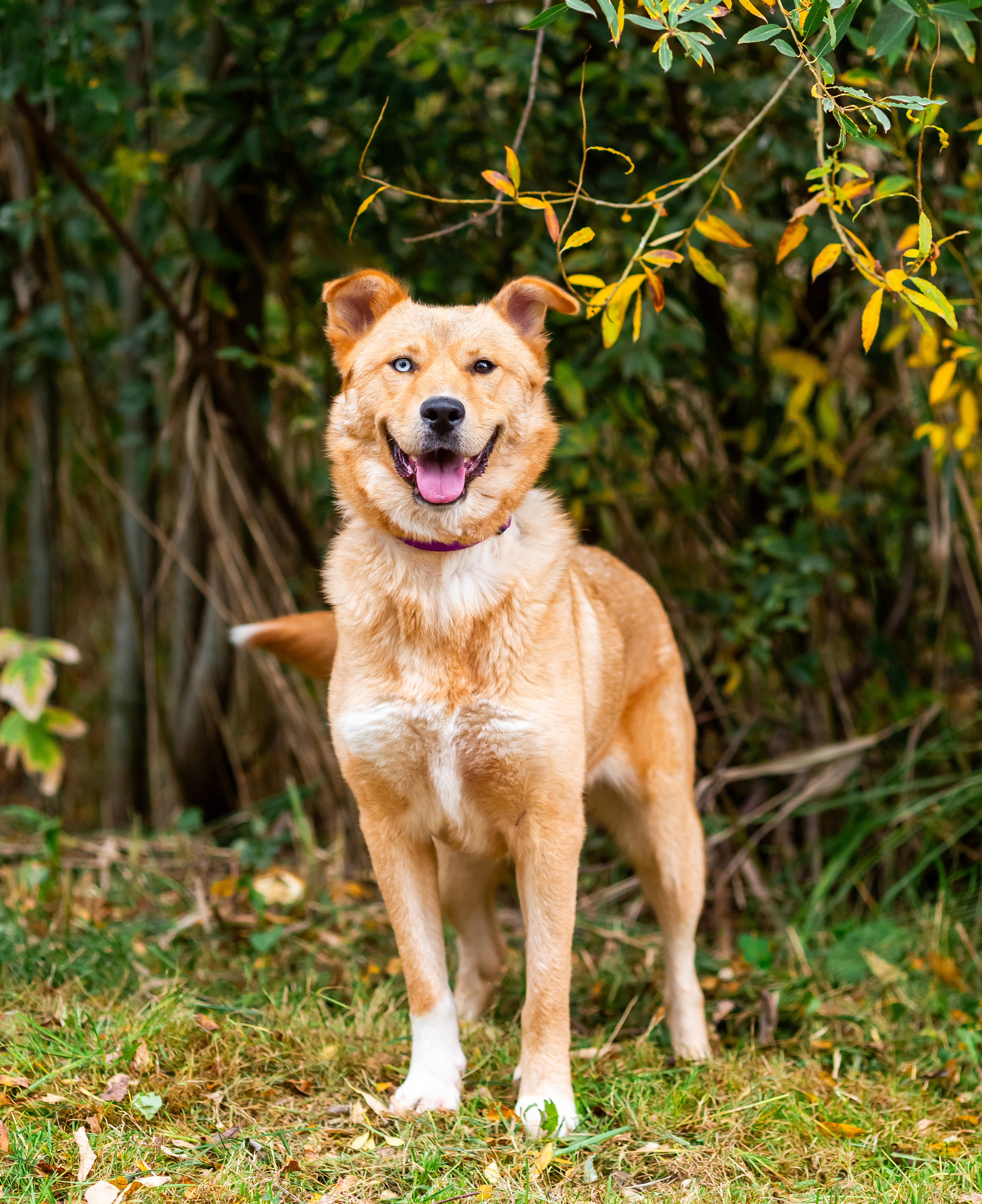 Мы помогаем собакам благодаря вашим пожертвованиям