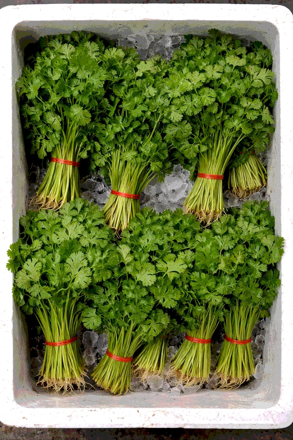 Кинза