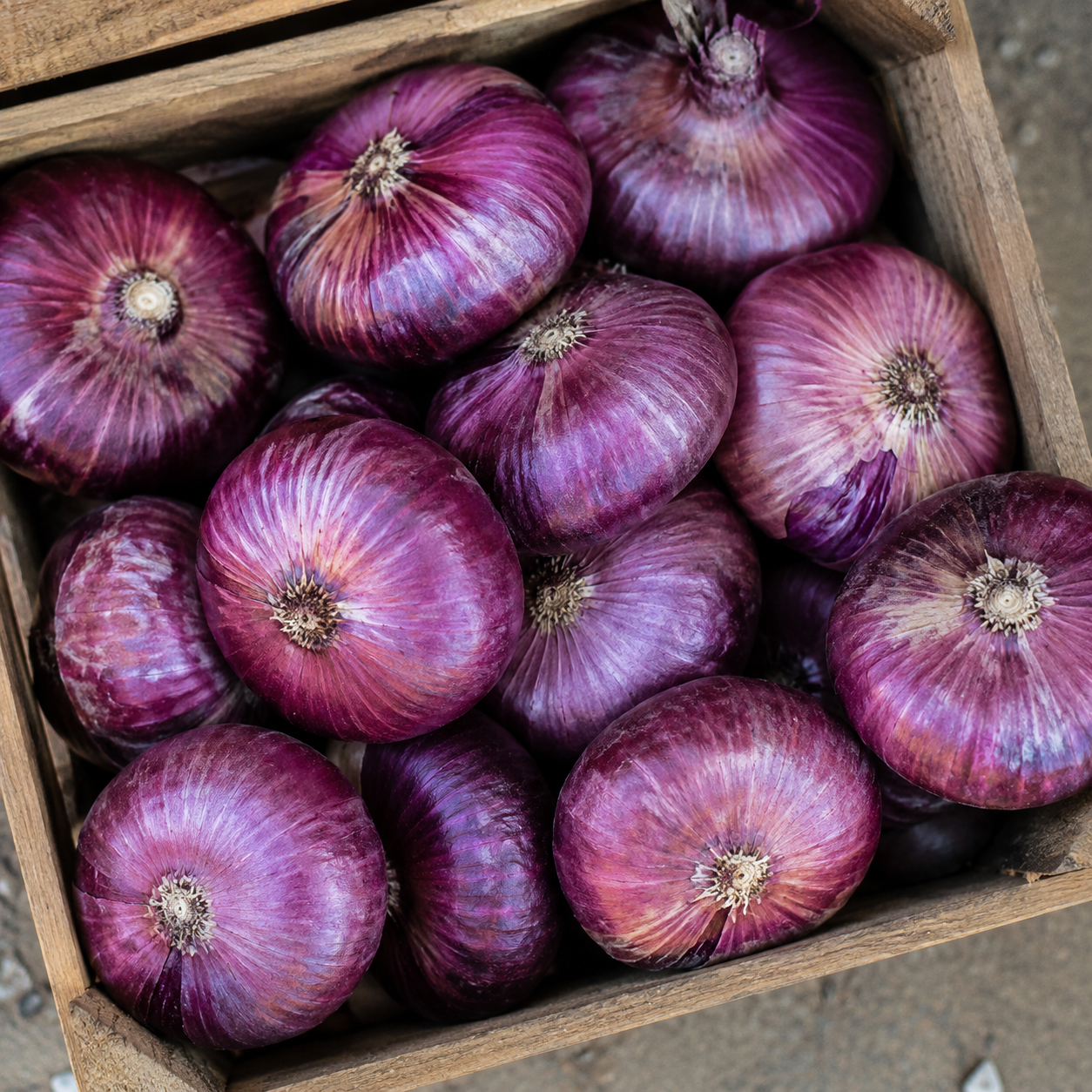 Лук ялтинский