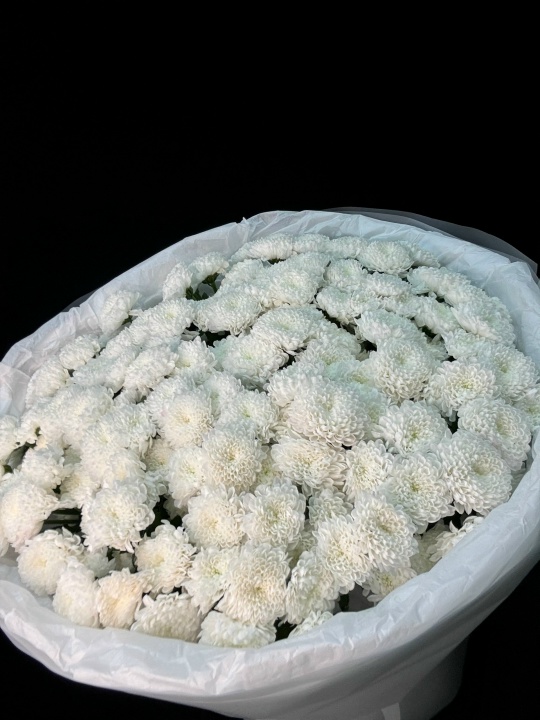  Букет белые махровые хризантемы (размер M)