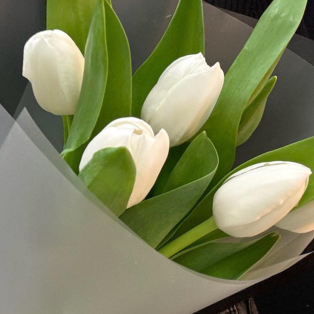 Букет комплимент белые тюльпаны 5 шт (мб 196)