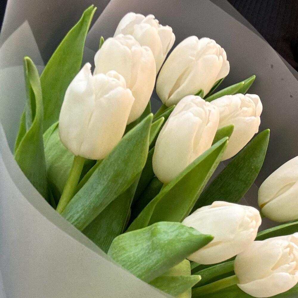 Белые тюльпаны 9 шт (мб 195)