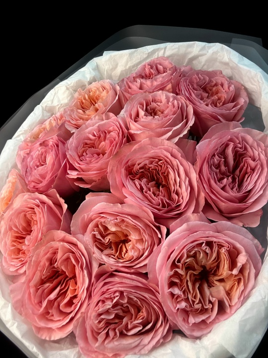 Розовые пионовидные розы 15 шт