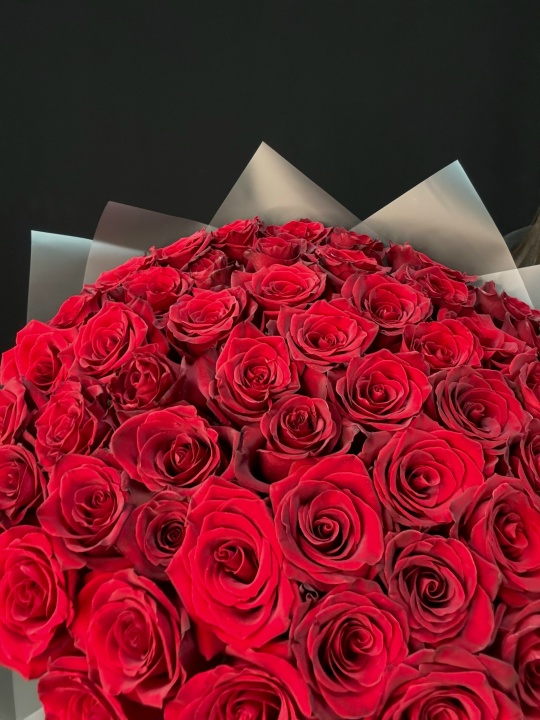 51 красная крупная роза