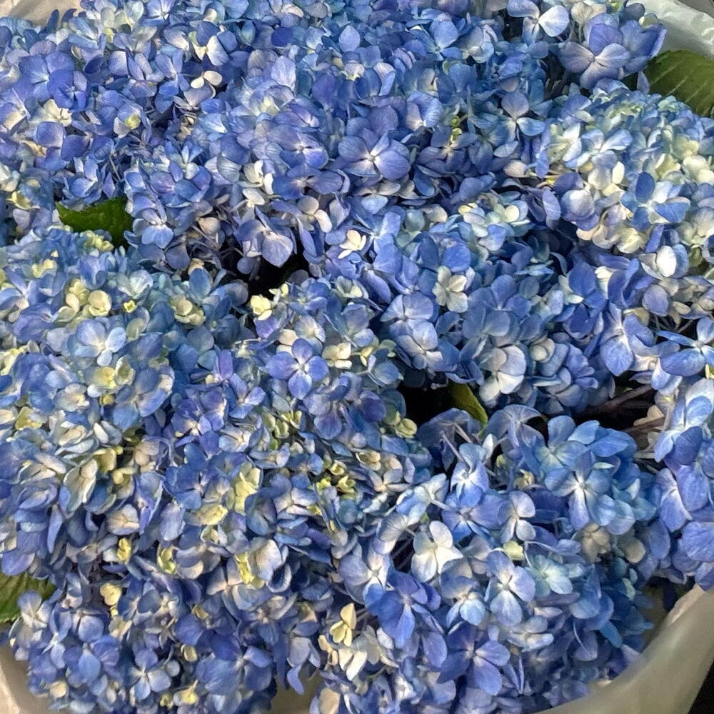 Голубые гортензии 15 шт (размер XL)