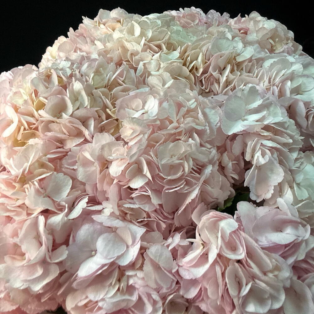 Букет розовых гортензий 15 шт 