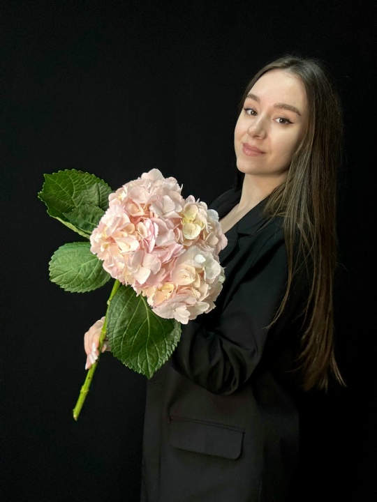 Розовая гортензия