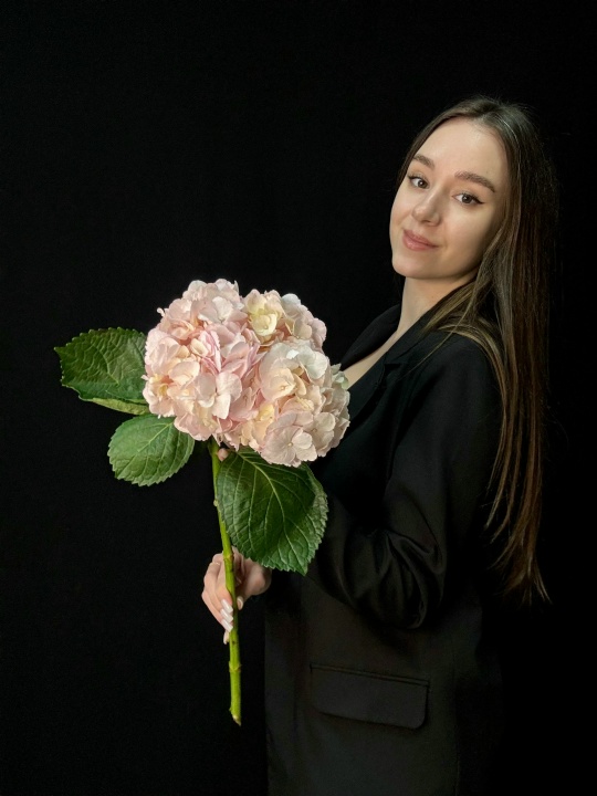 Розовая гортензия