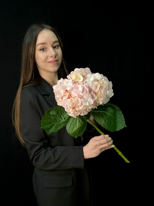 Розовая гортензия