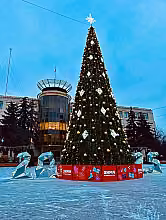Ель каркасная «Уральская» 13