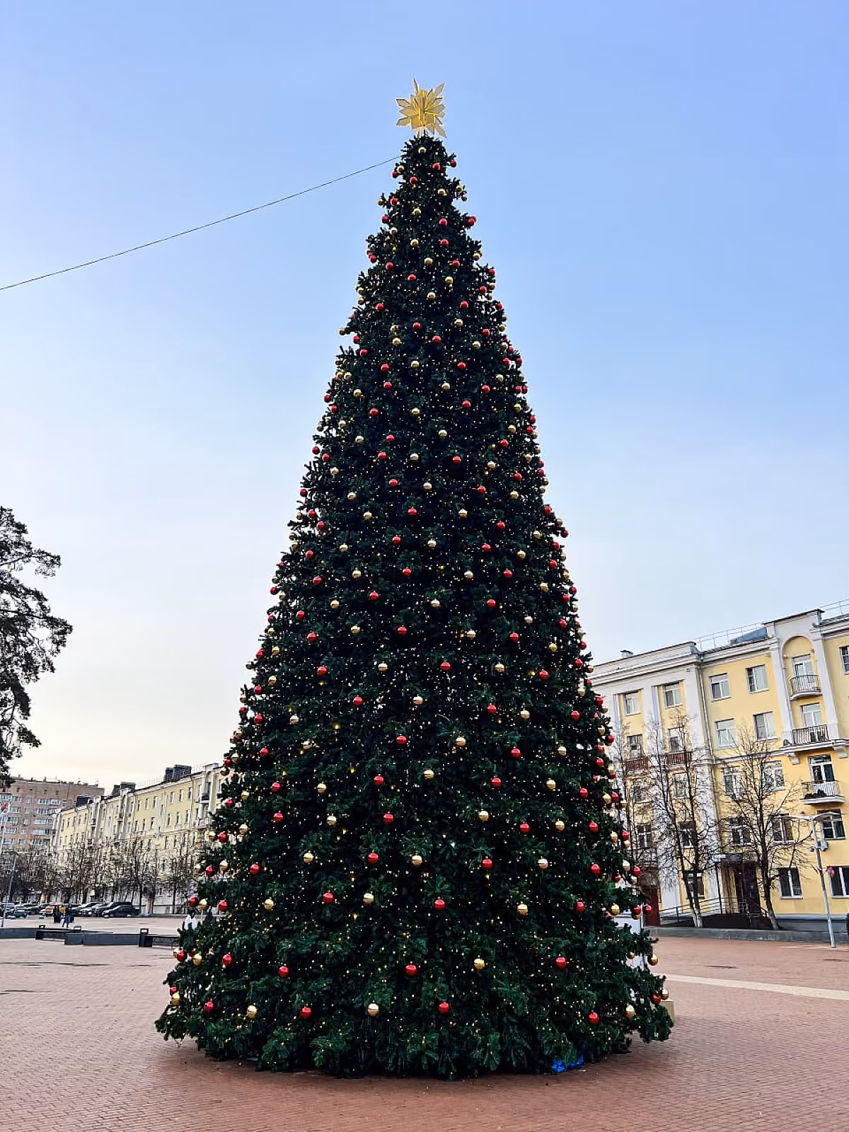 Ель «Беловежская»