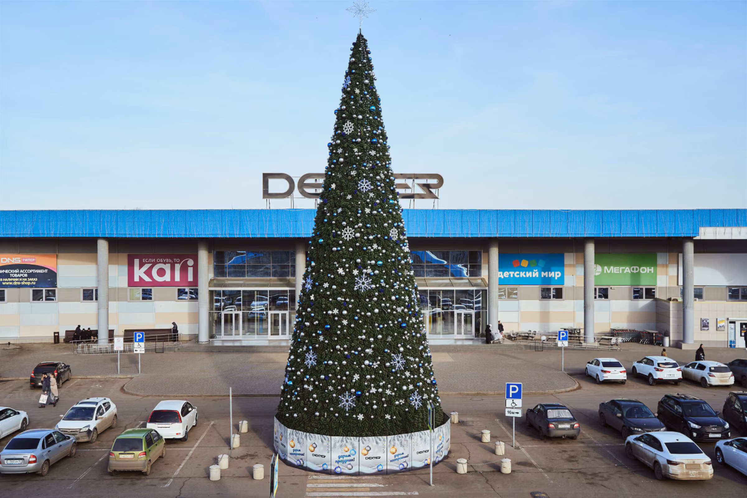 Сосна каркасная «Уральская»