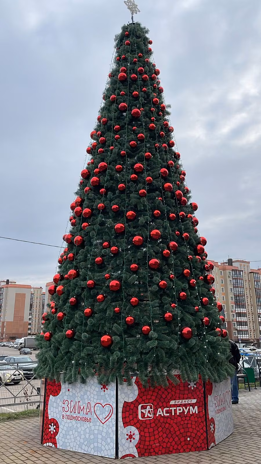 Сосна каркасная «Уральская»