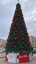 Сосна каркасная «Уральская» 11