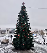 Ель «Беловежская» 2