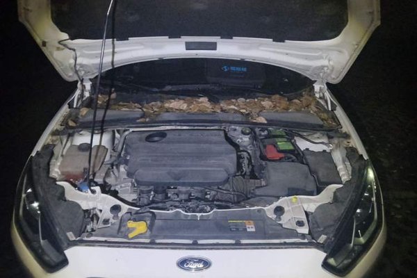 Ford Escort 2017, 110100 км, за 4789 USD - фото 17