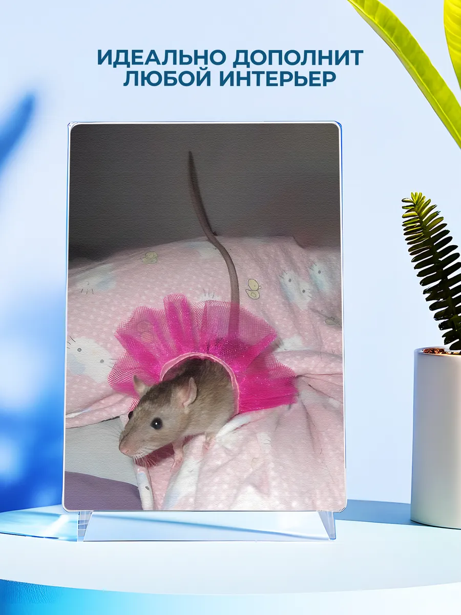 Изображение товара 4 из 4